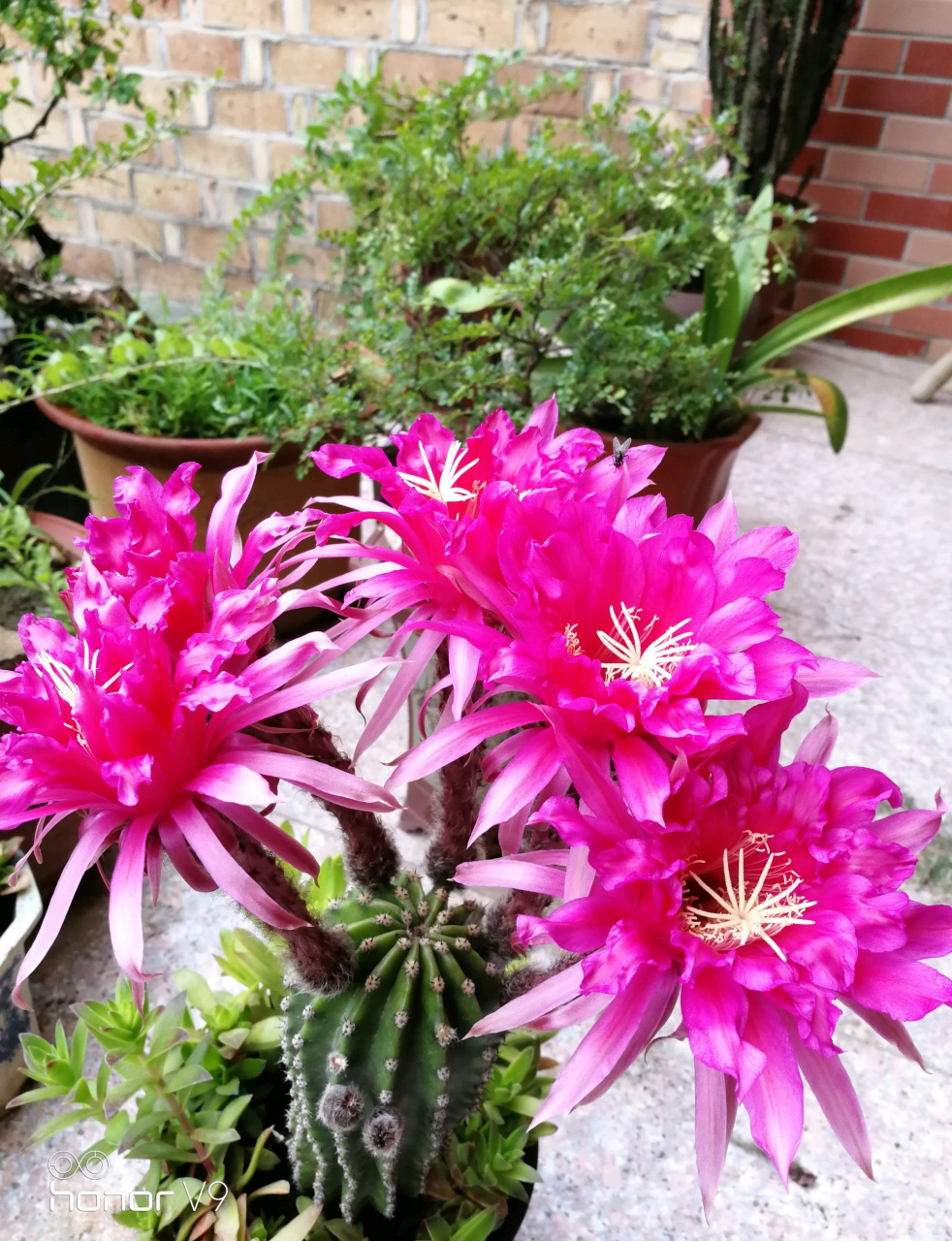 喜欢仙人球的朋友,给大家推荐一款很另类的品种——帕帕基诺(papageno