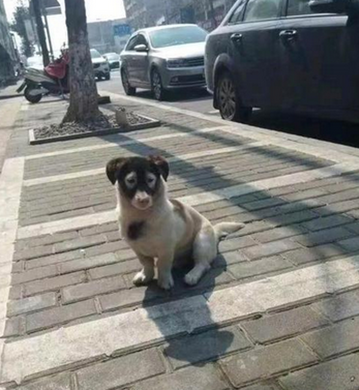 这个世界太乱了,无奈变成蝙蝠侠