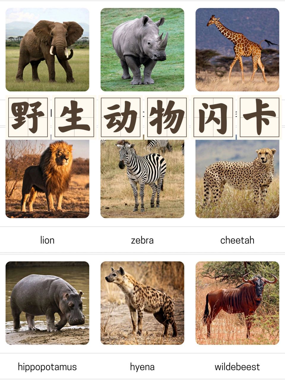 野生动物认知闪卡  高清实景图片,可以更好带宝宝认知真实的动物 开拓