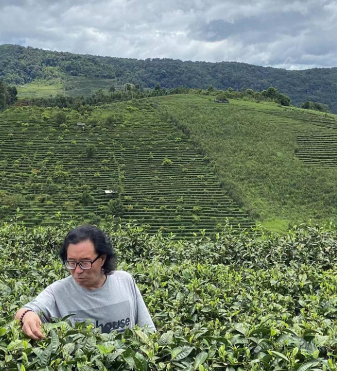 旅行 云南万亩普洱茶田#普洱茶