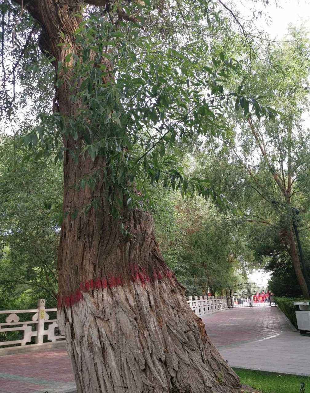 新疆哈密宾馆内这些柳树据传是十九世纪下半叶左宗棠为收复新疆而率领