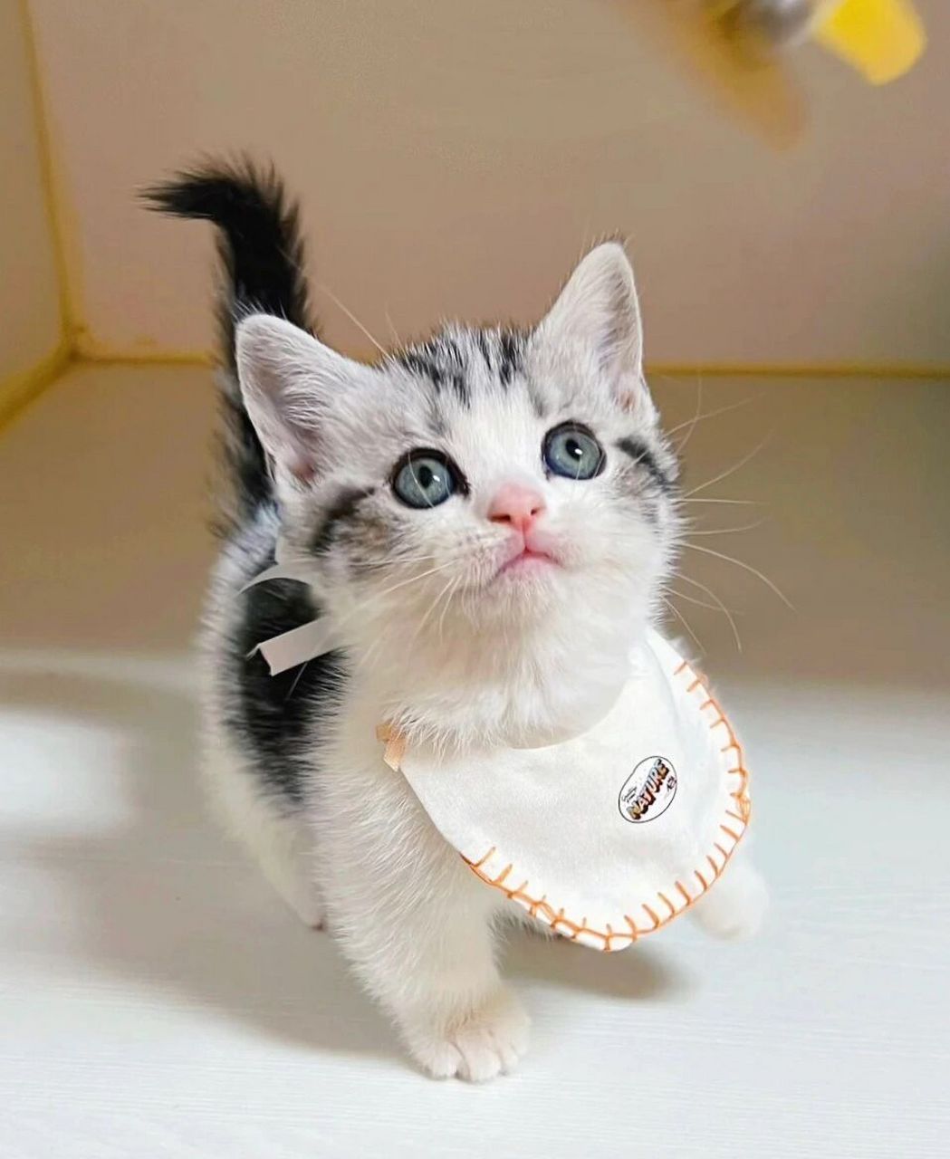 家养猫咪  美短加白起司猫0202三个月不到的弟弟妹妹性格特别粘人