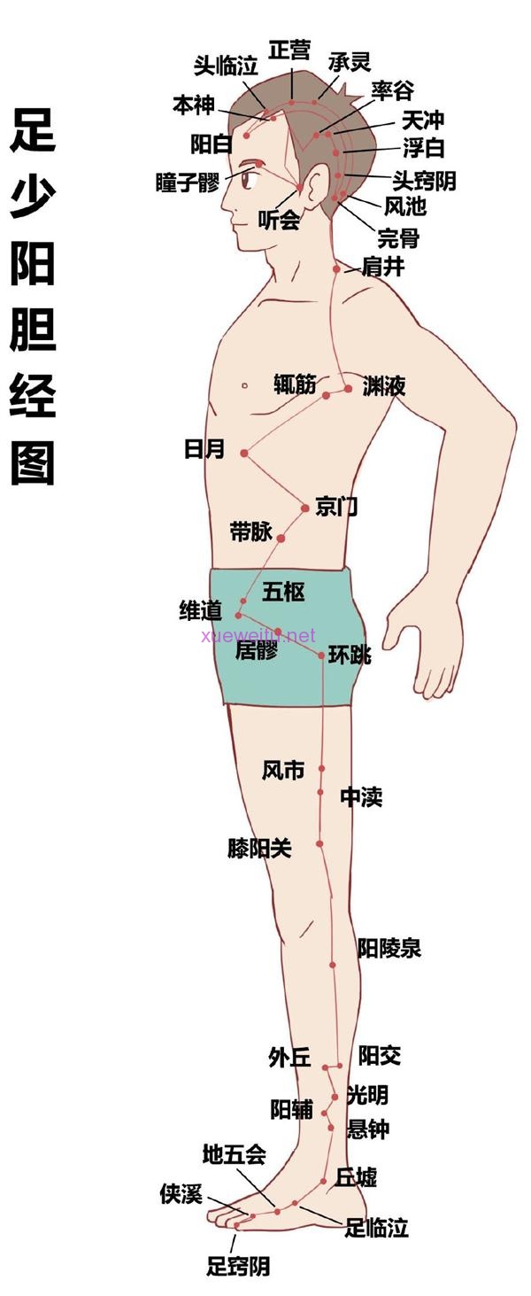 胆经的循行路线图片