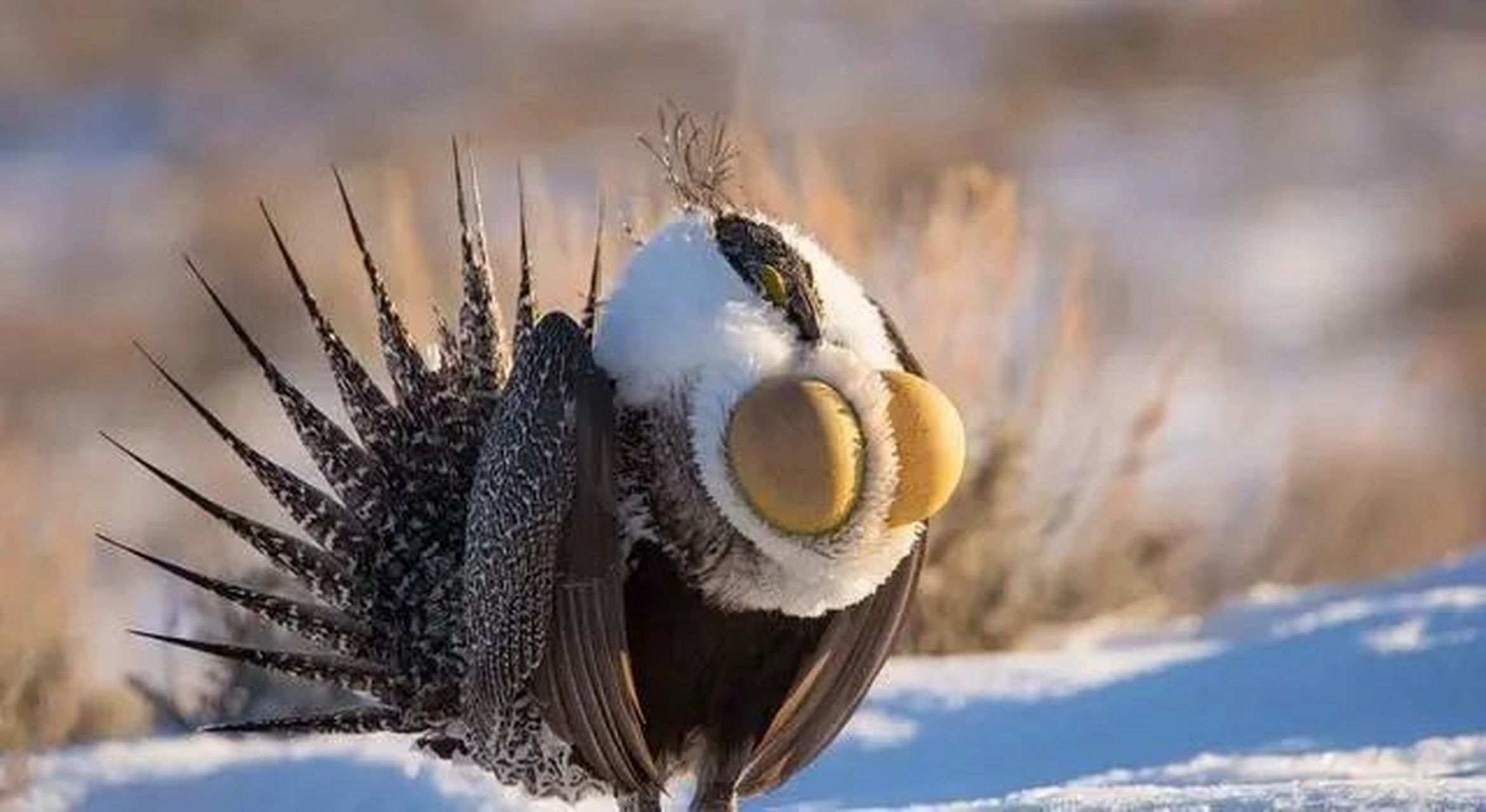 其实是一只大松鸡 来自北美洲,艾草松鸡 它非常在意自己的健康 就是