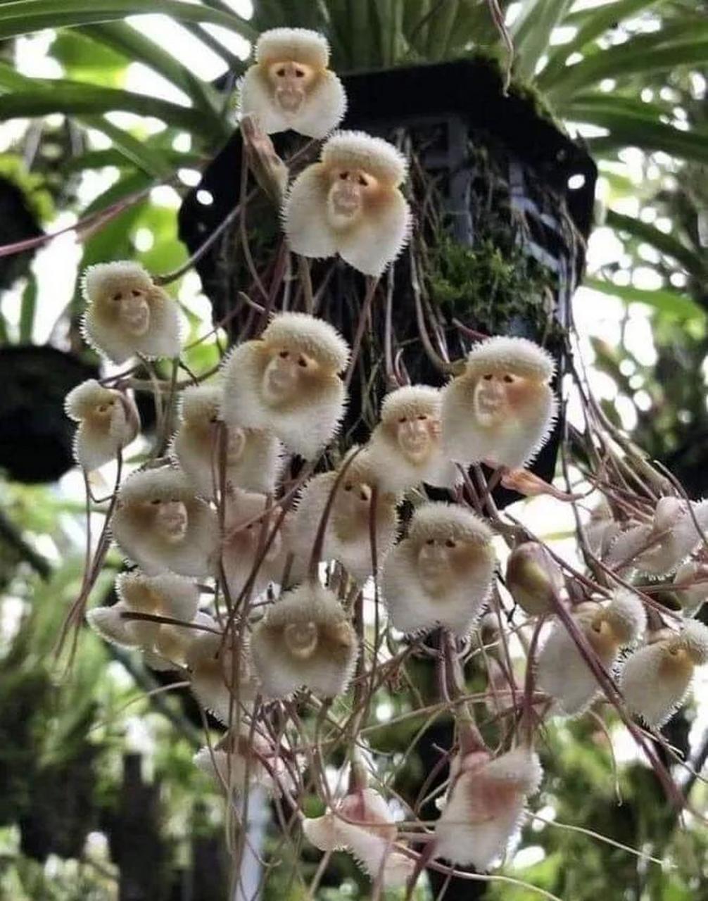 猴花是南美热带地区兰花物种,也被称为猴脸兰花,栩栩如生#领动计划