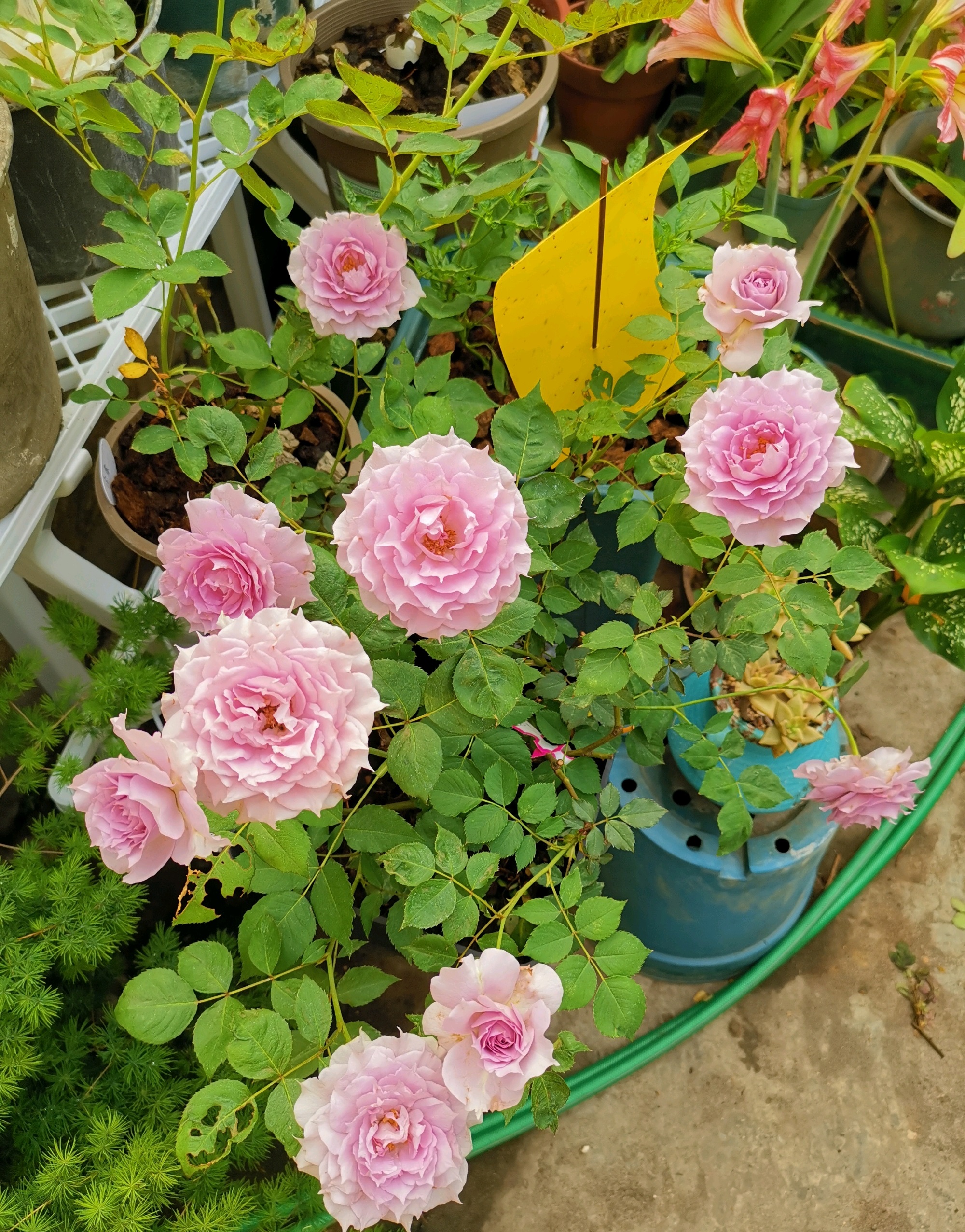 抓住春天的尾巴——给大家推荐一款很适合阳台养的小型月季花"照夜清"