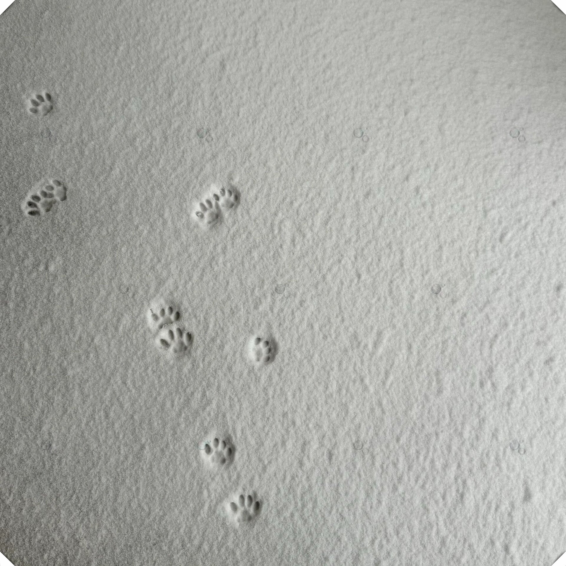 世面我也见过了,还是回家踞着舒服 雪地里杵着像个黄鼠狼