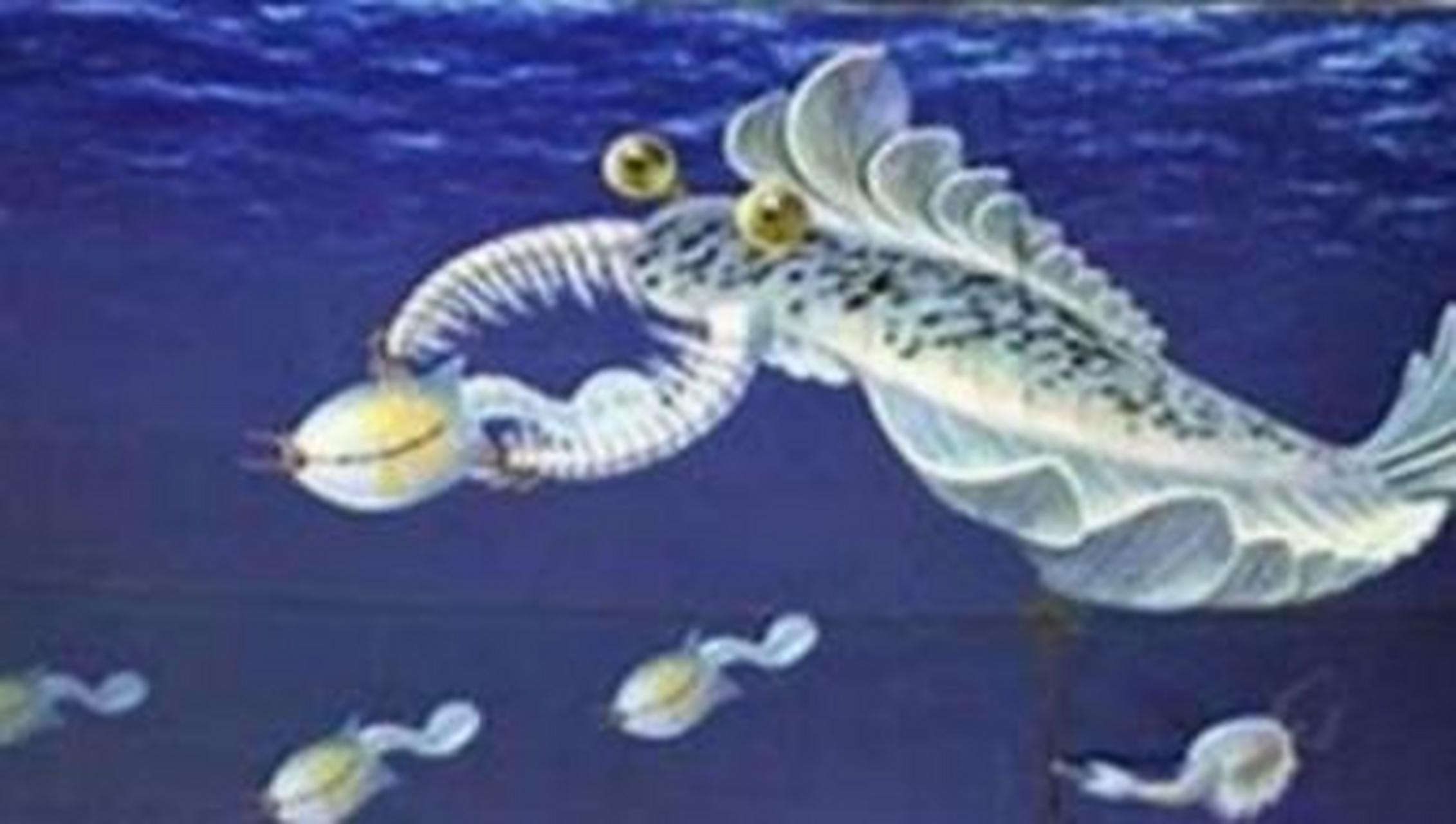 寒武纪时期的生命大爆发是如何发生的呢?