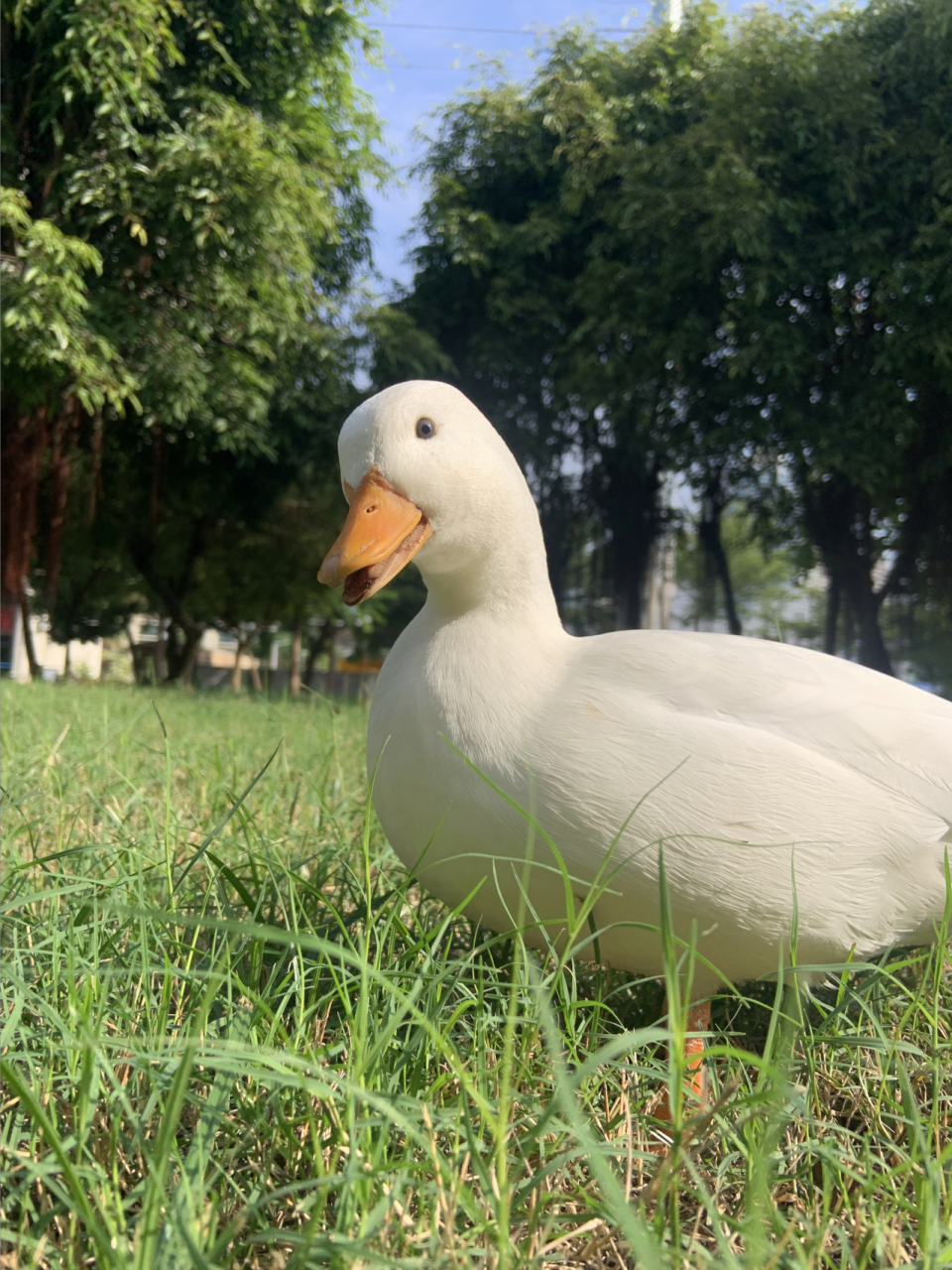 户外 露营 宠物 柯尔鸭 旅行 感觉没有什么比这更美好的事情了#又有异