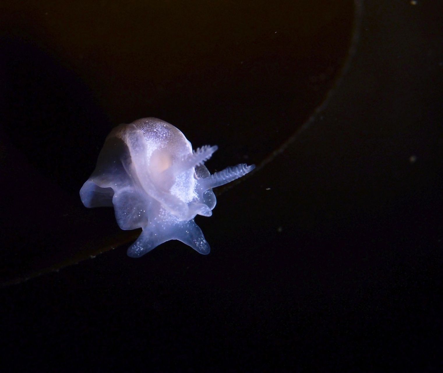别名:白角海蛞蝓  🤍 goniodorididae科的一种海洋腹足类软体动物