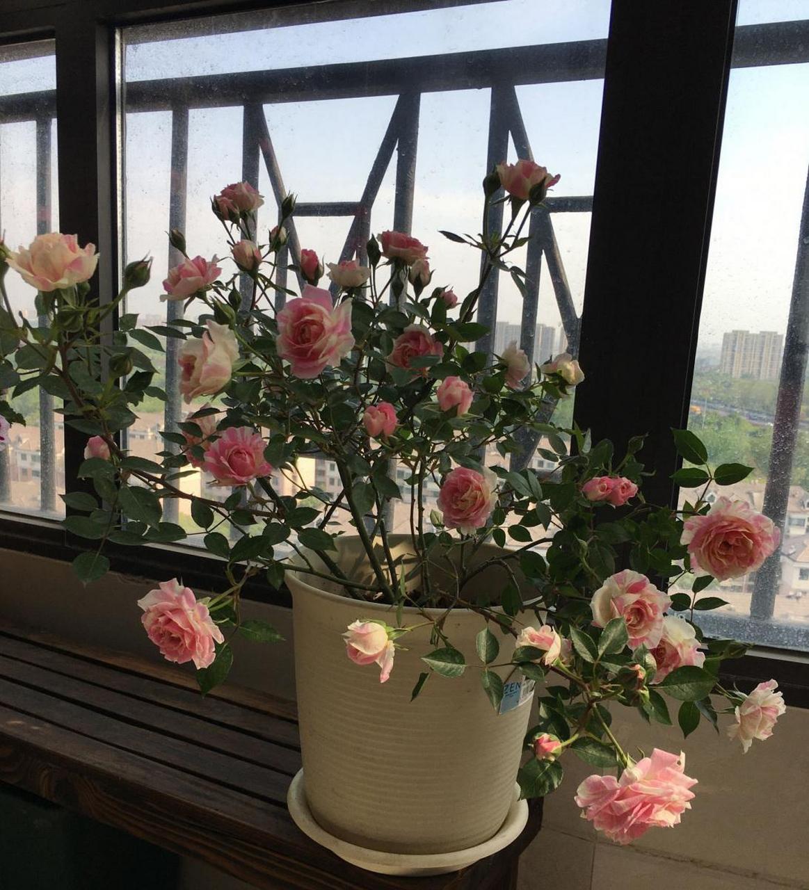 经典微型月季"薄荷冻糕",植株低矮小巧,高只有三四十公分这样,树形