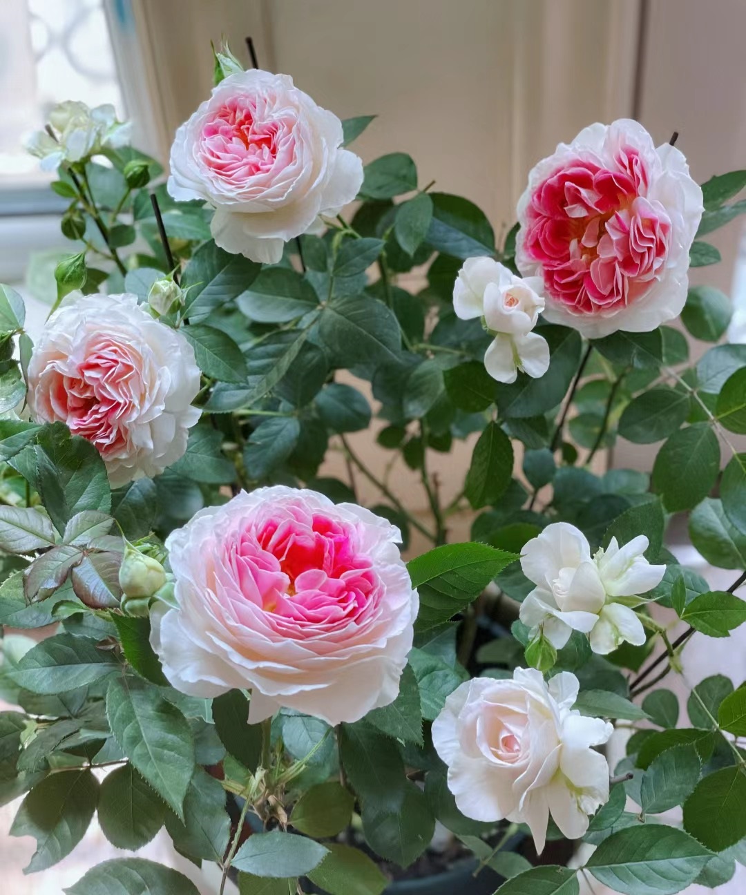 月季花是我国的传统名花,喜爱者无数.