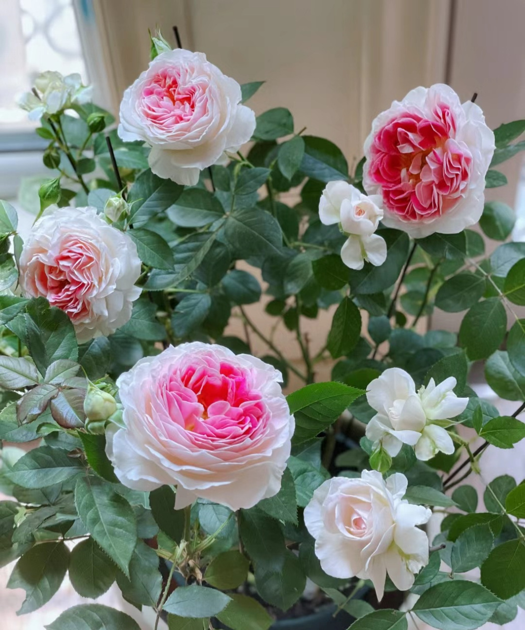 来带大家认识一个没啥缺点的品种——根西月季,又名假日岛芍药,小灌木