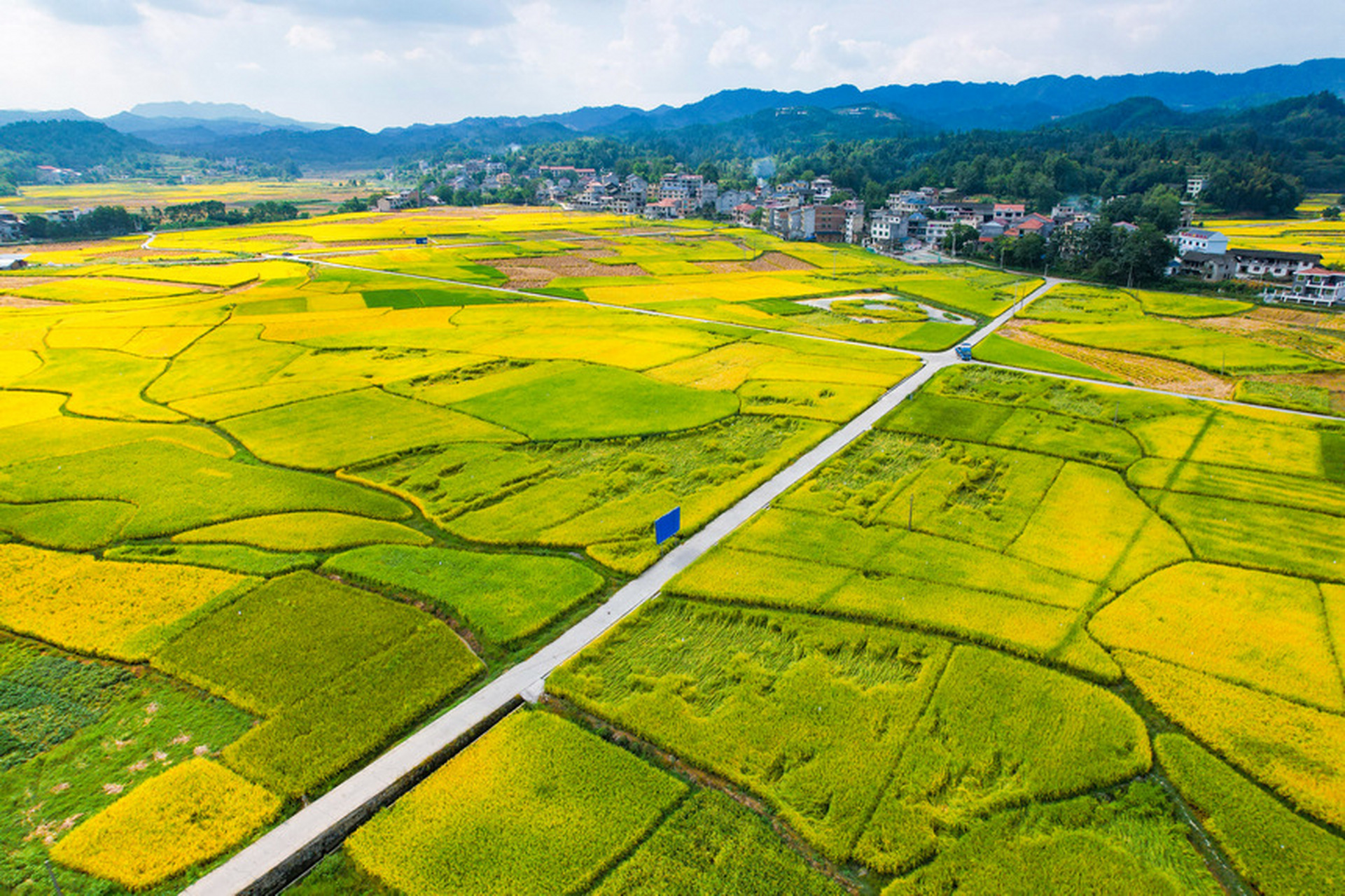 贵州省黔东南苗族侗族自治州天柱县渡马镇新民村金黄的稻田与青山