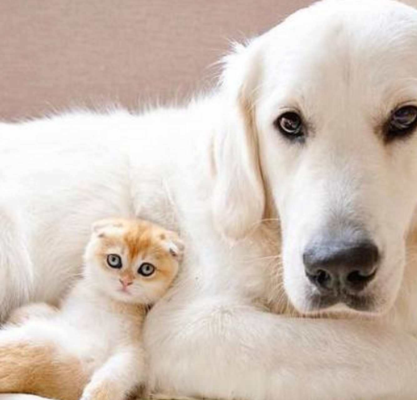 这是什么神仙友谊!汪星人背着喵星人"看世界"形影不离