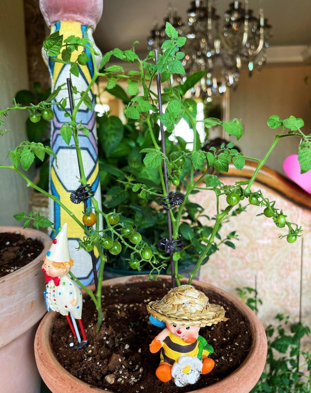 甜豌豆番茄的颜色开始变啦 虽然它的个头很小,但是迷你的小果实,看