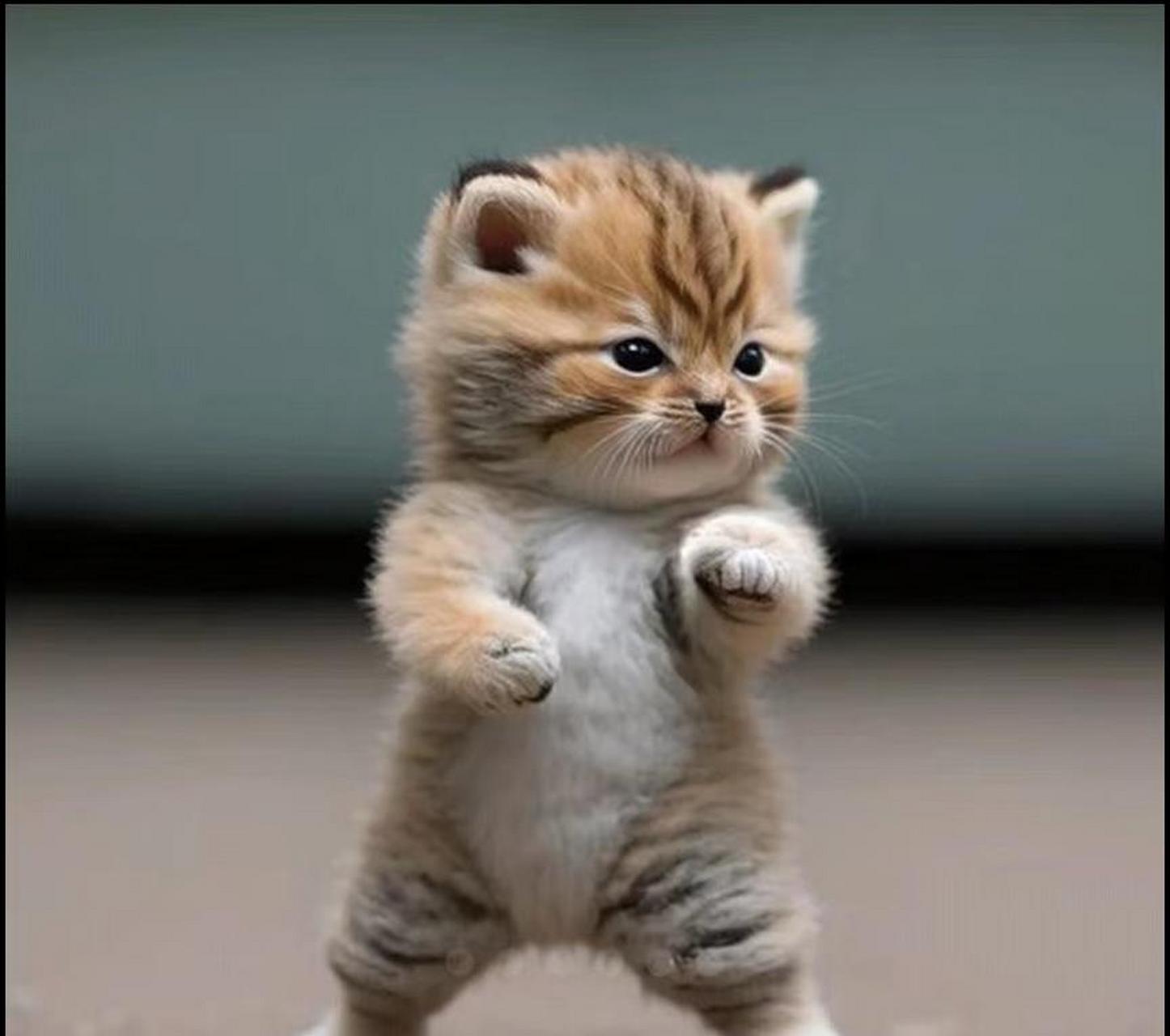 看出来了吗?俺是功夫猫.