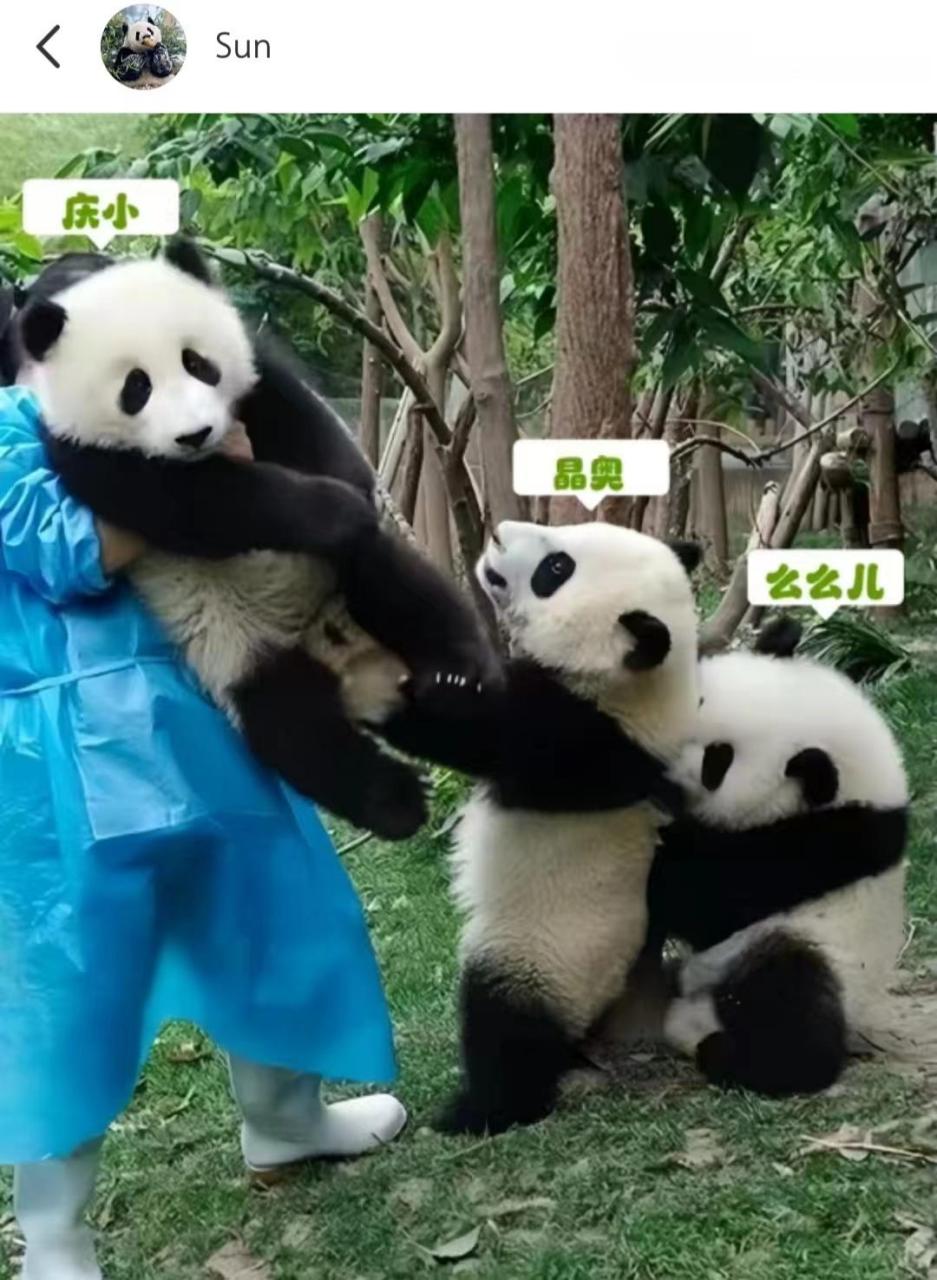 大熊猫拔萝卜名场面,么么儿:拔河最后一位的重要性有多大,这事不用我