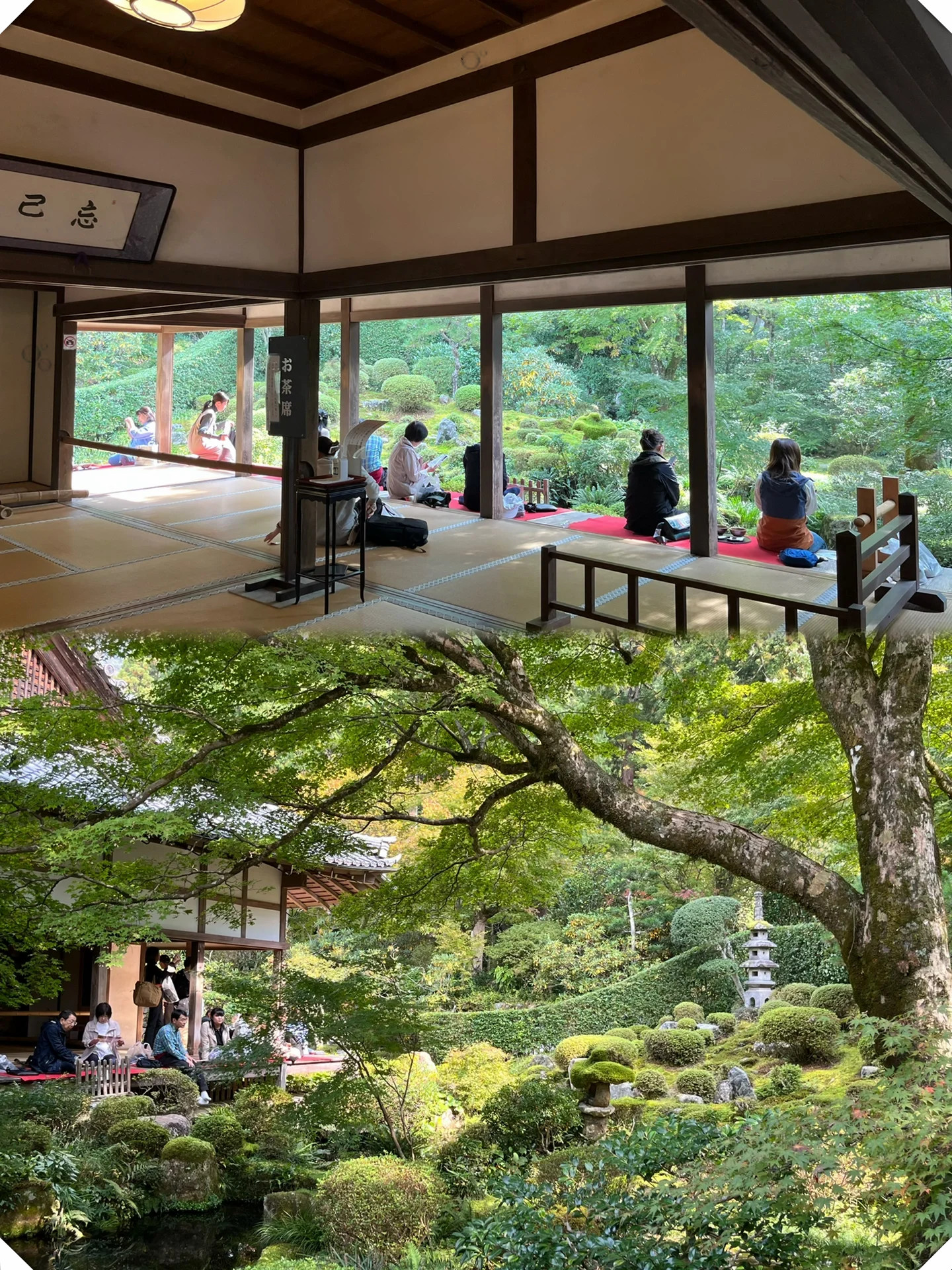 京都庭院一日游!三千院—琉璃光院—天授庵!