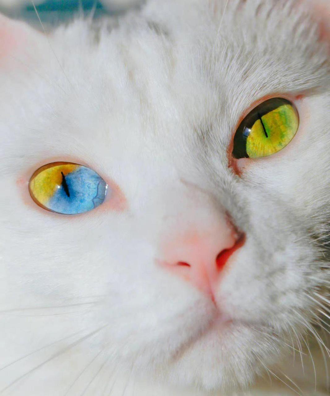 谁能拒绝一只彩色小猫呢