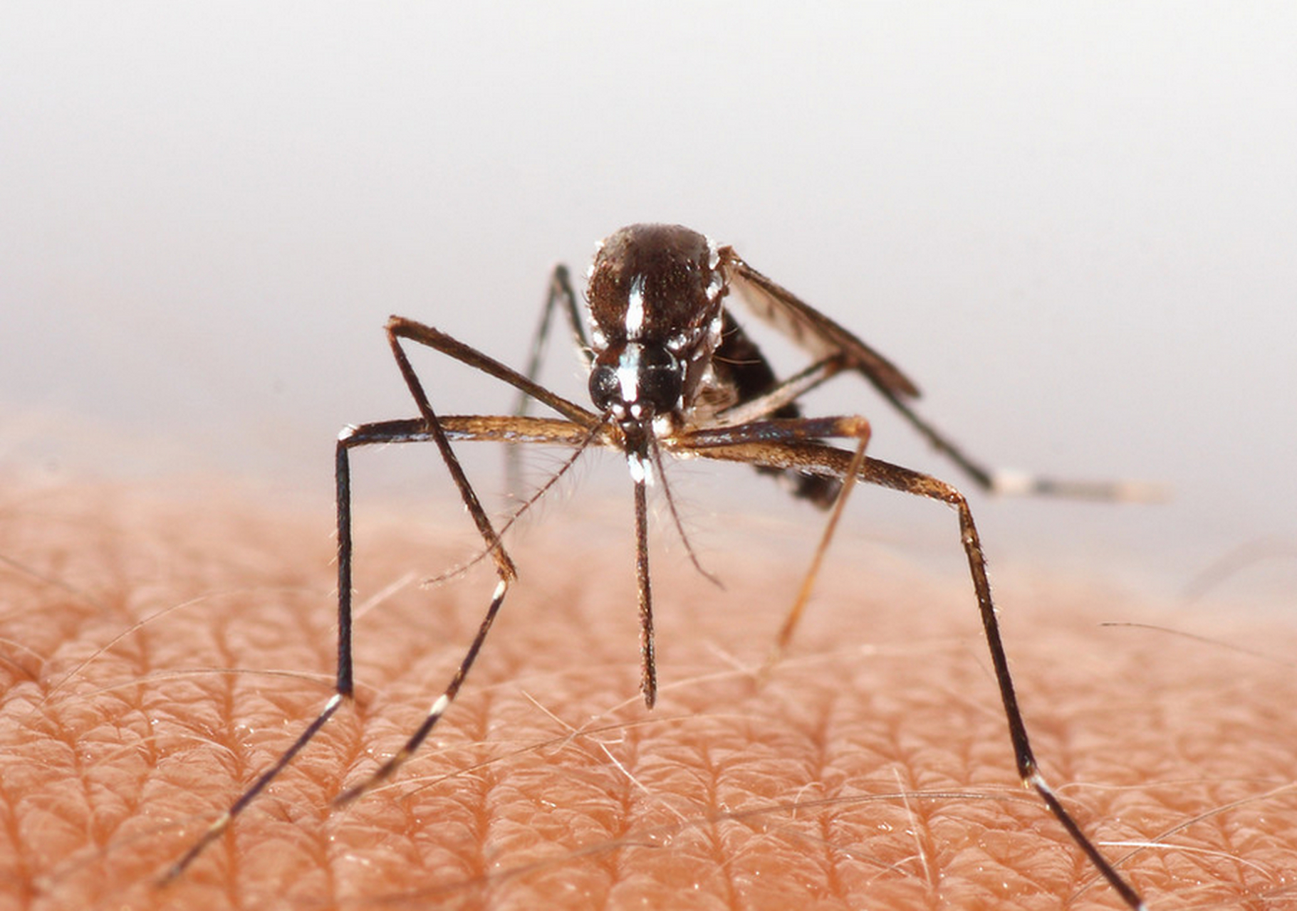 你知道蚊子长什么样吗