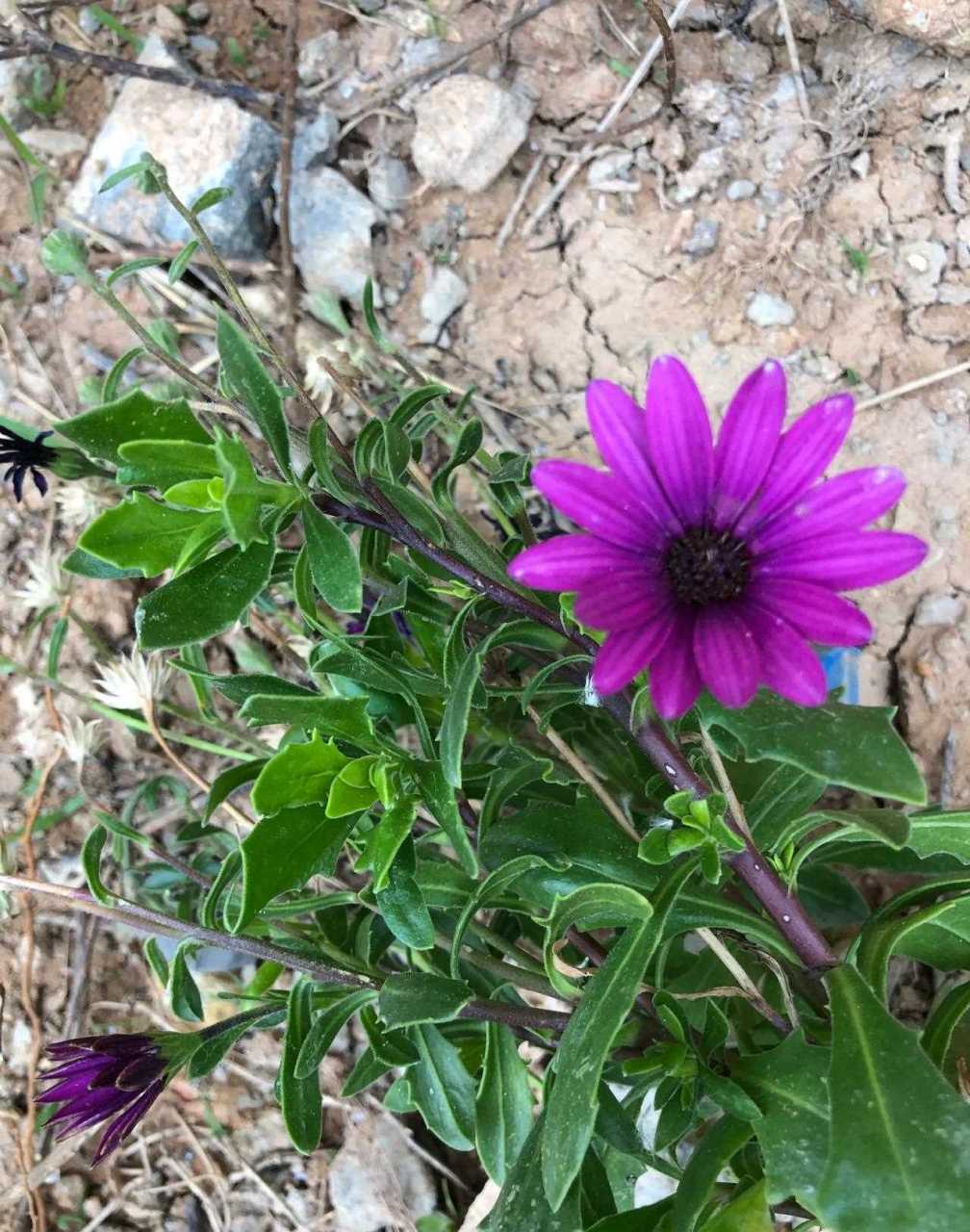 铁线莲,别名铁线牡丹,番莲,金包银,山木通,威灵仙.