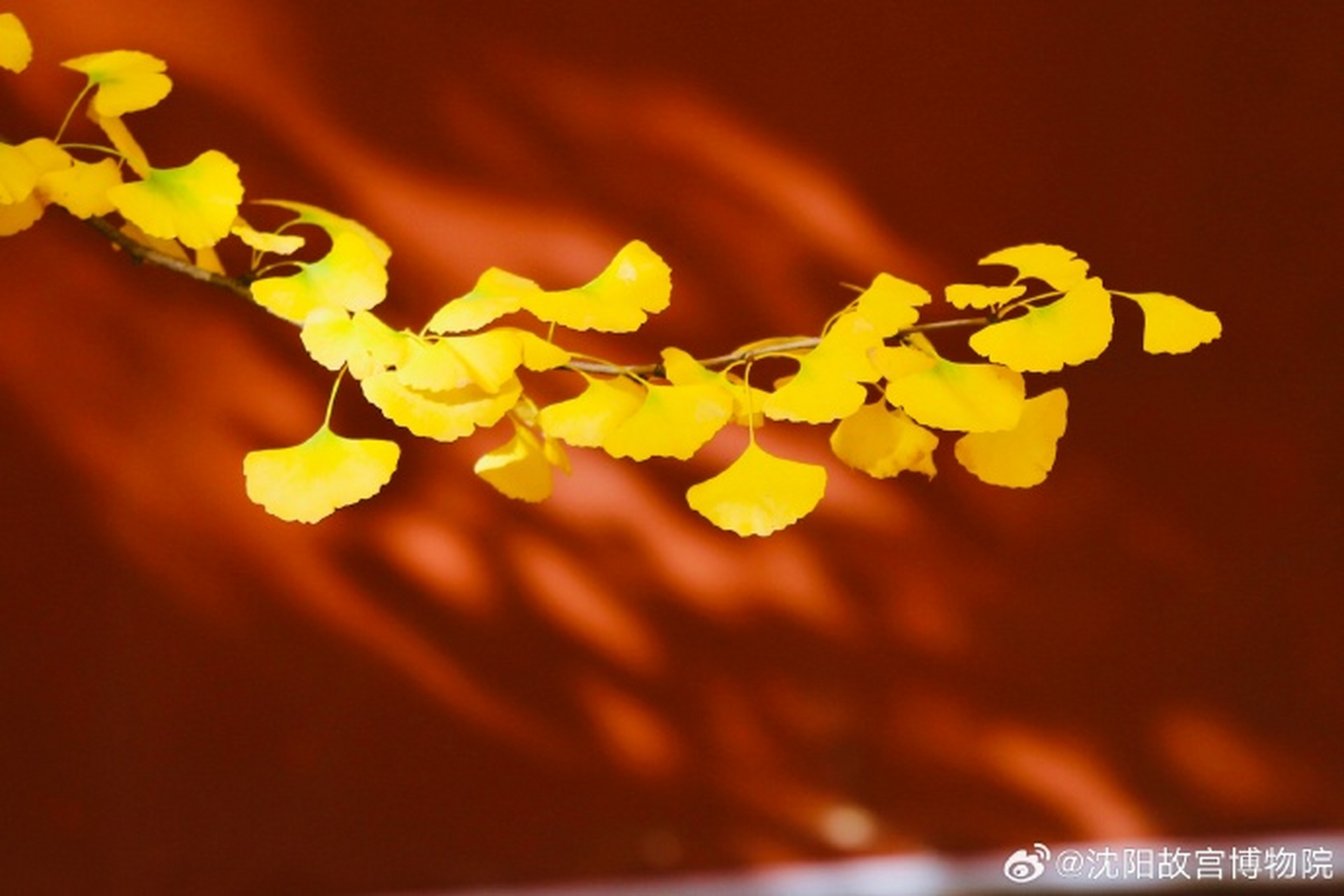 银杏叶和阳光相遇氛围感拉满,红墙斑驳,树影婆娑.