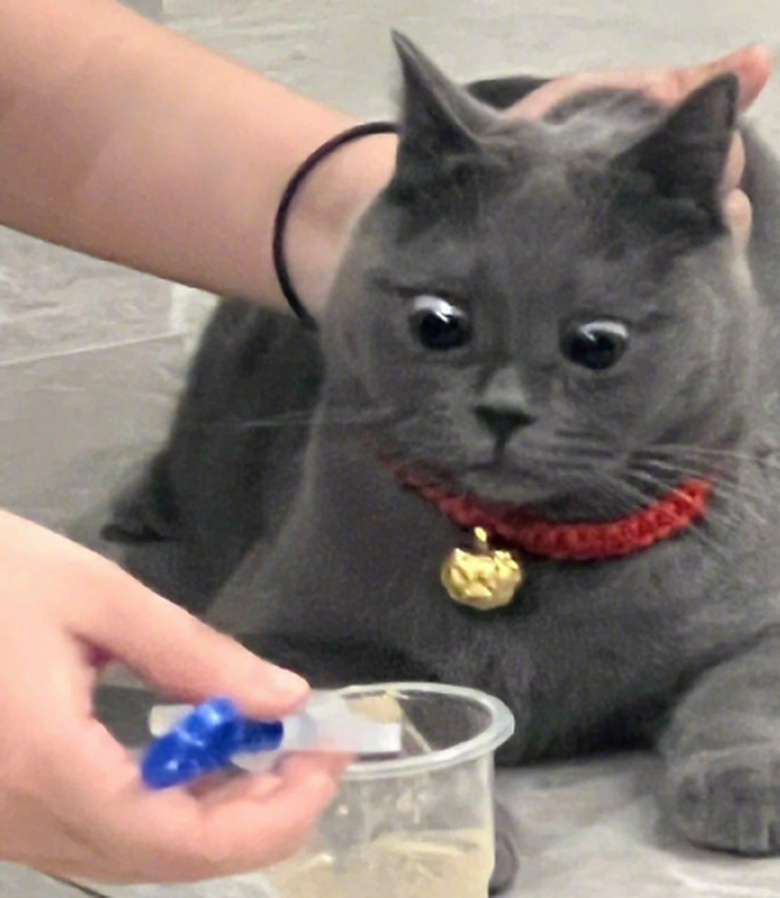 喂个药可太难了,猫猫眼睛瞪得像铜铃