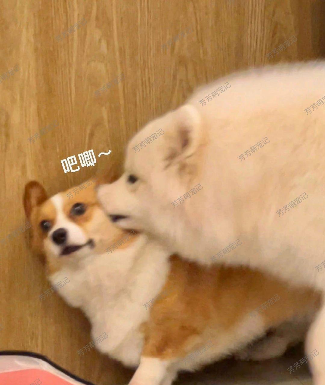 哈哈哈,柯基看不起萨摩耶啦!