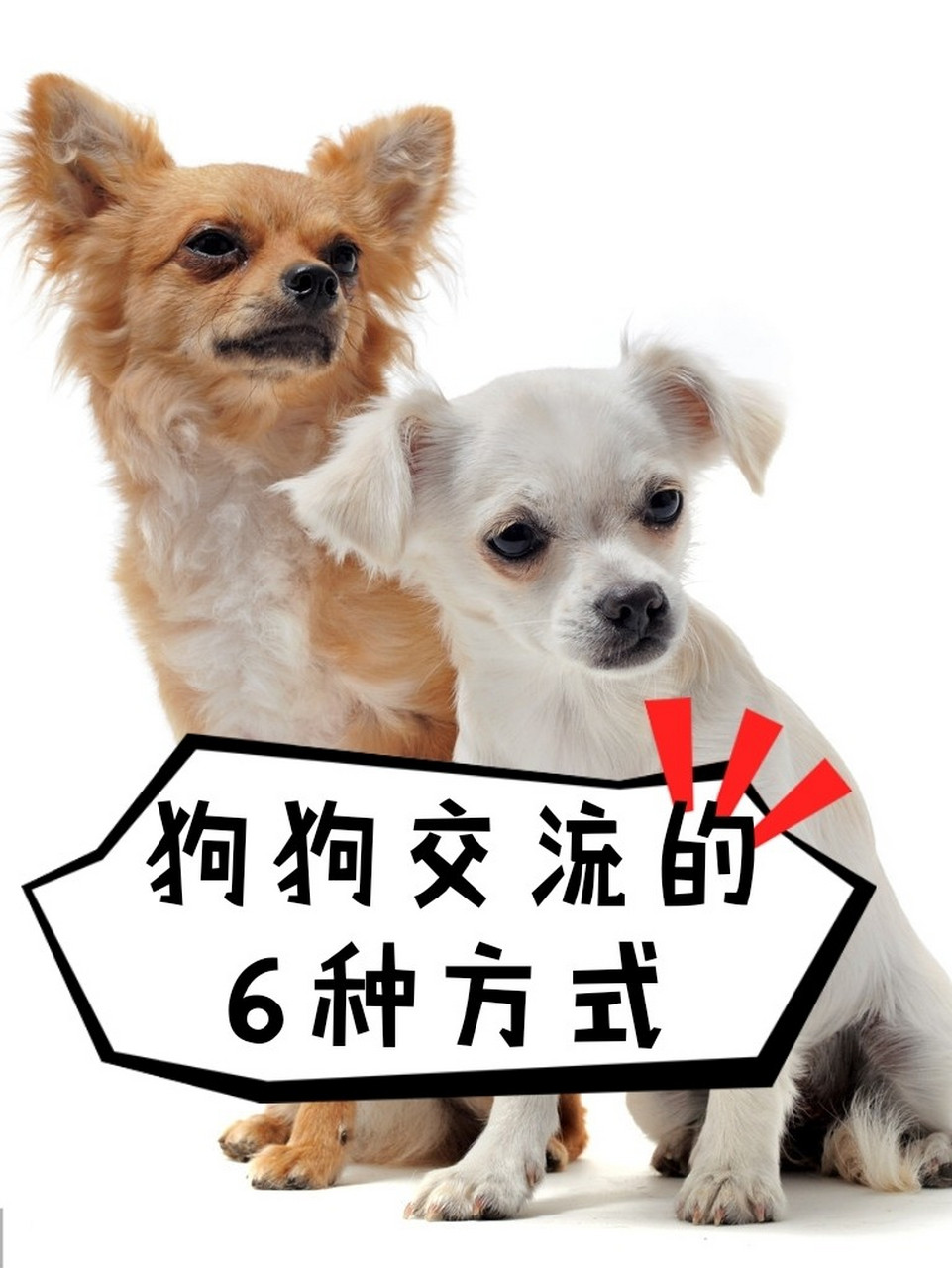 狗狗和人一样,它们相互之间也是要交流的,那狗狗互相之间是怎么交流