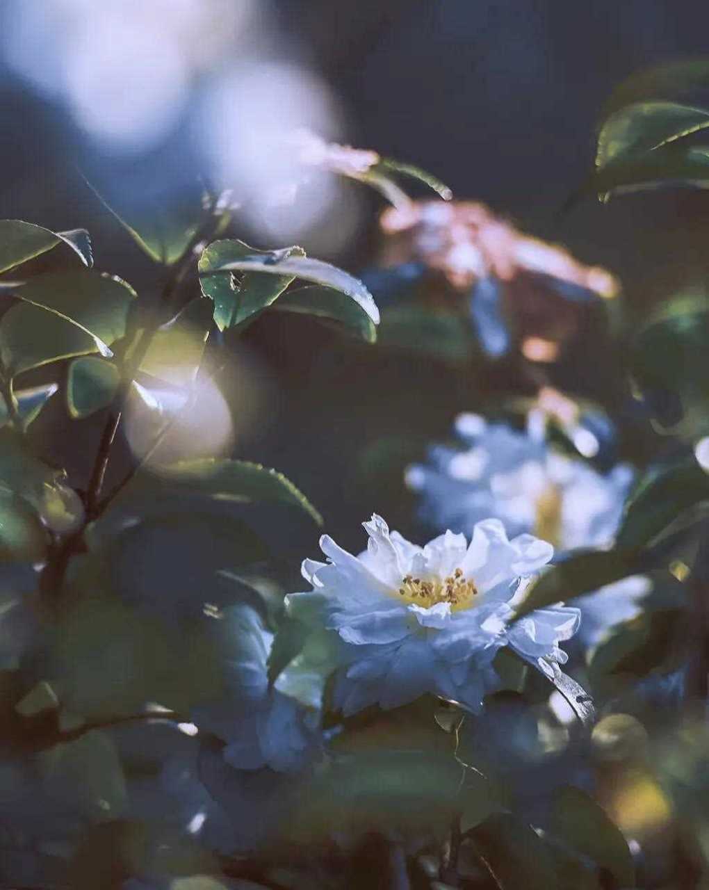 分享图片:茶梅白花,太漂亮了有一种自带仙气的美[囧 大家觉得呢?