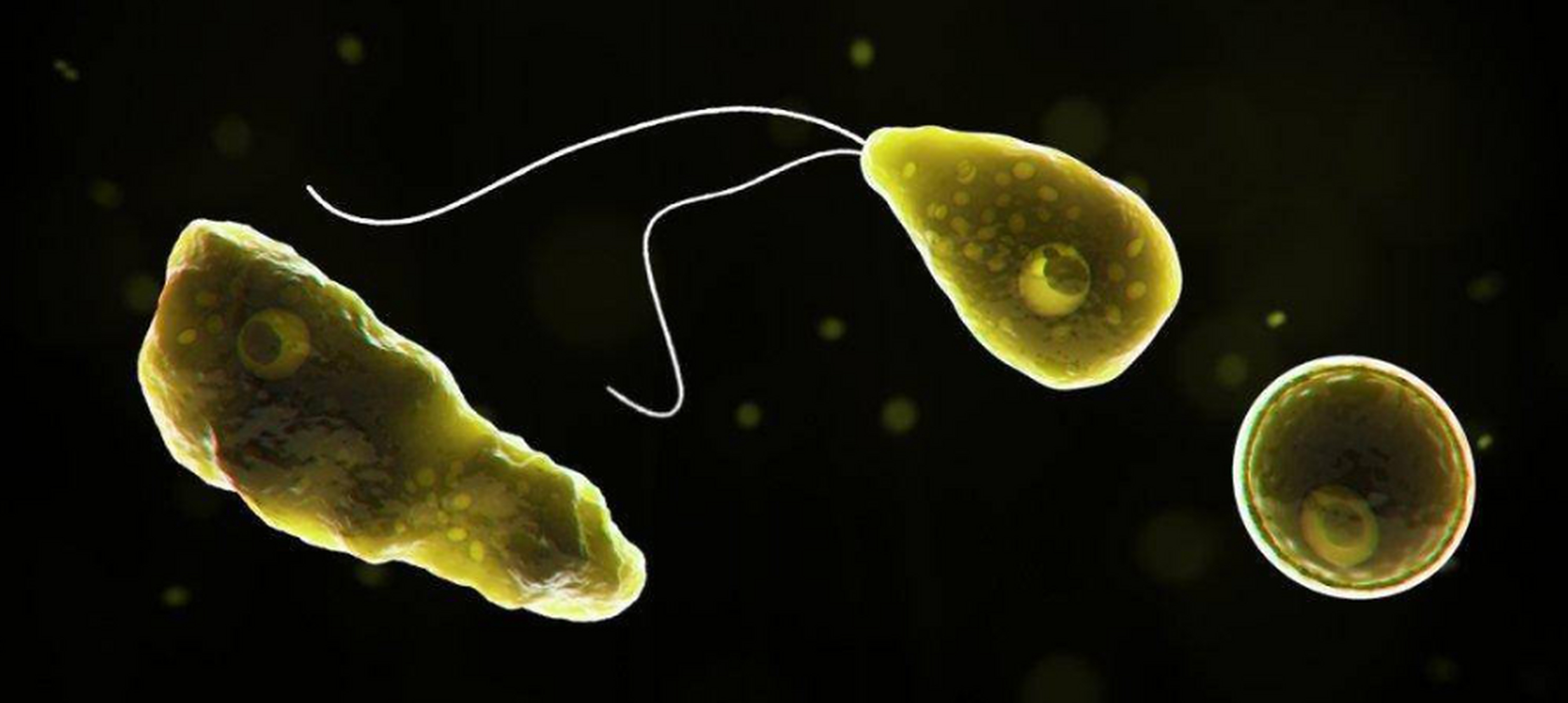 6岁男童游泳后感染"食脑虫"