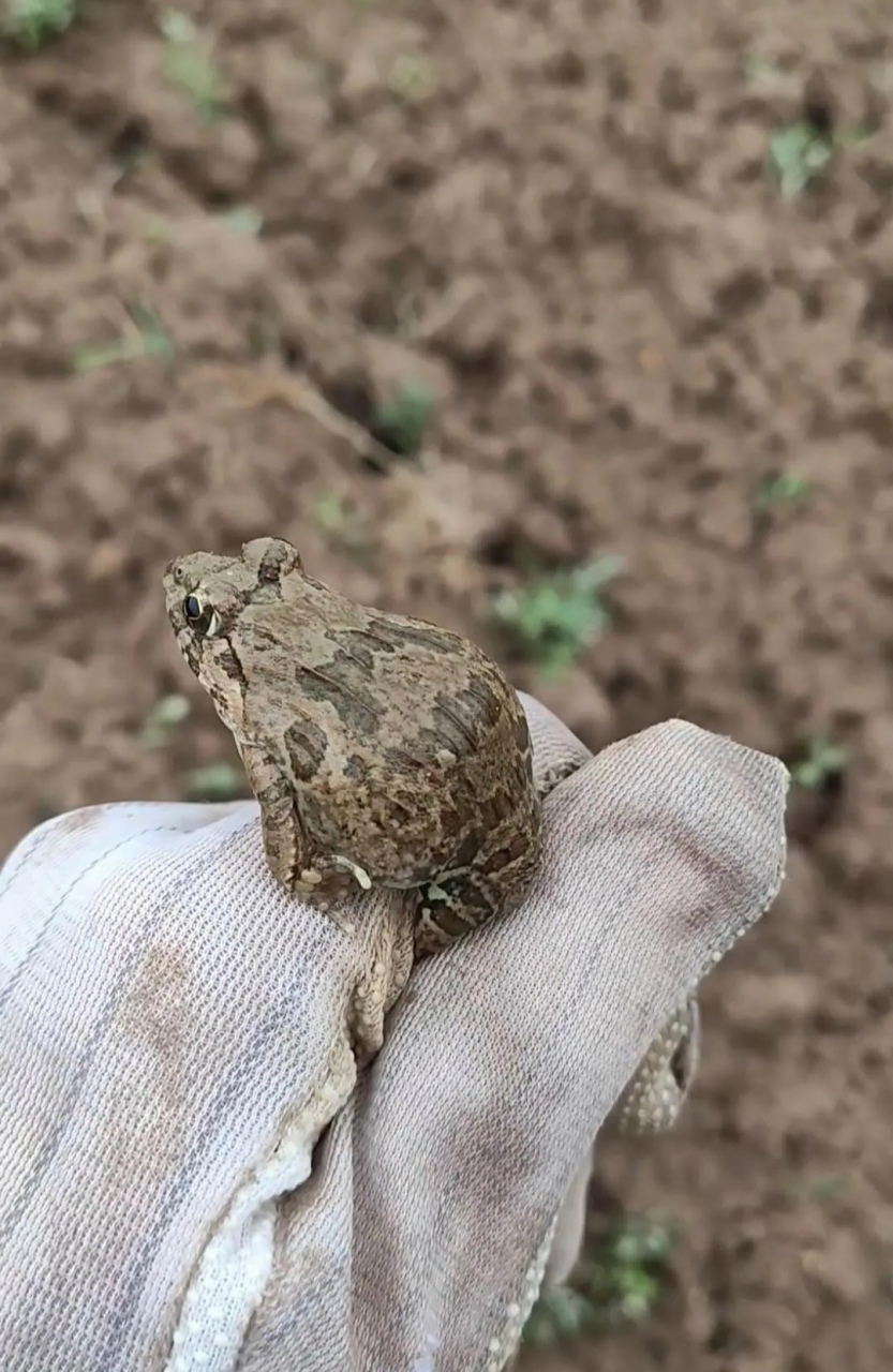 这是什么蛙,能吃吗?