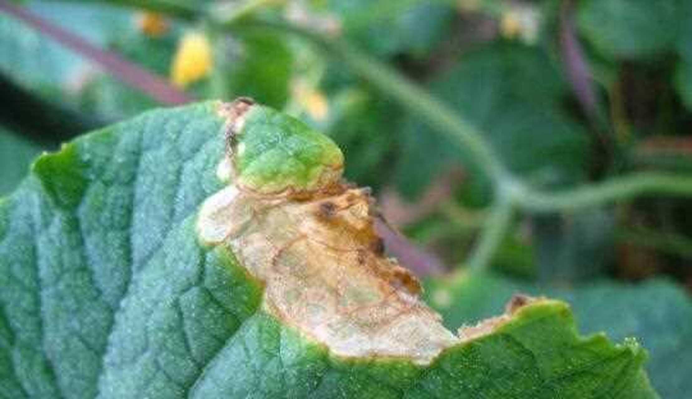 【黄瓜灰霉病防治】黄瓜霜霉病,通常被称之为"跑马干","干叶子",该病