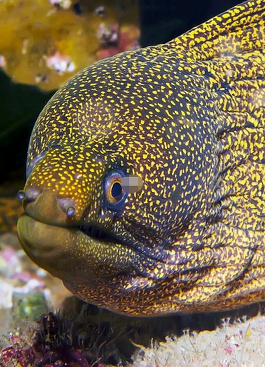 你敢抱这条滑溜溜的海中大蛇吗? 学名:muraenidae 英文:moray eels 所