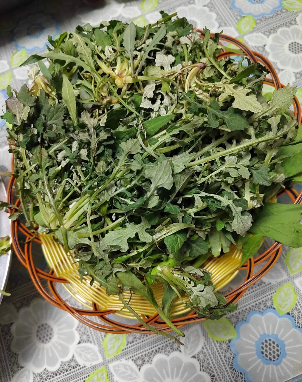 泥胡菜 蒲公英 苦菜 嘟噜酸  昨天去祠堂,周边空地里好多泥胡菜.