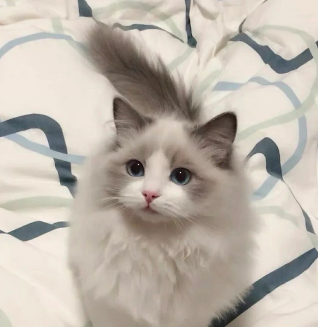 这张布偶猫的图片不愧是网络神图,应该被很多养猫的朋友借用过吧?