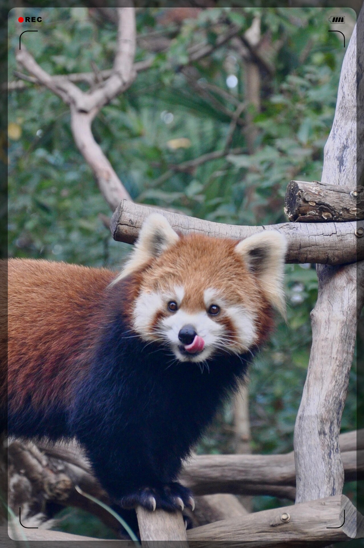 豆豆眼小能  小浣熊是一只可爱的动物,它身体软绵绵的,毛色柔和而温暖
