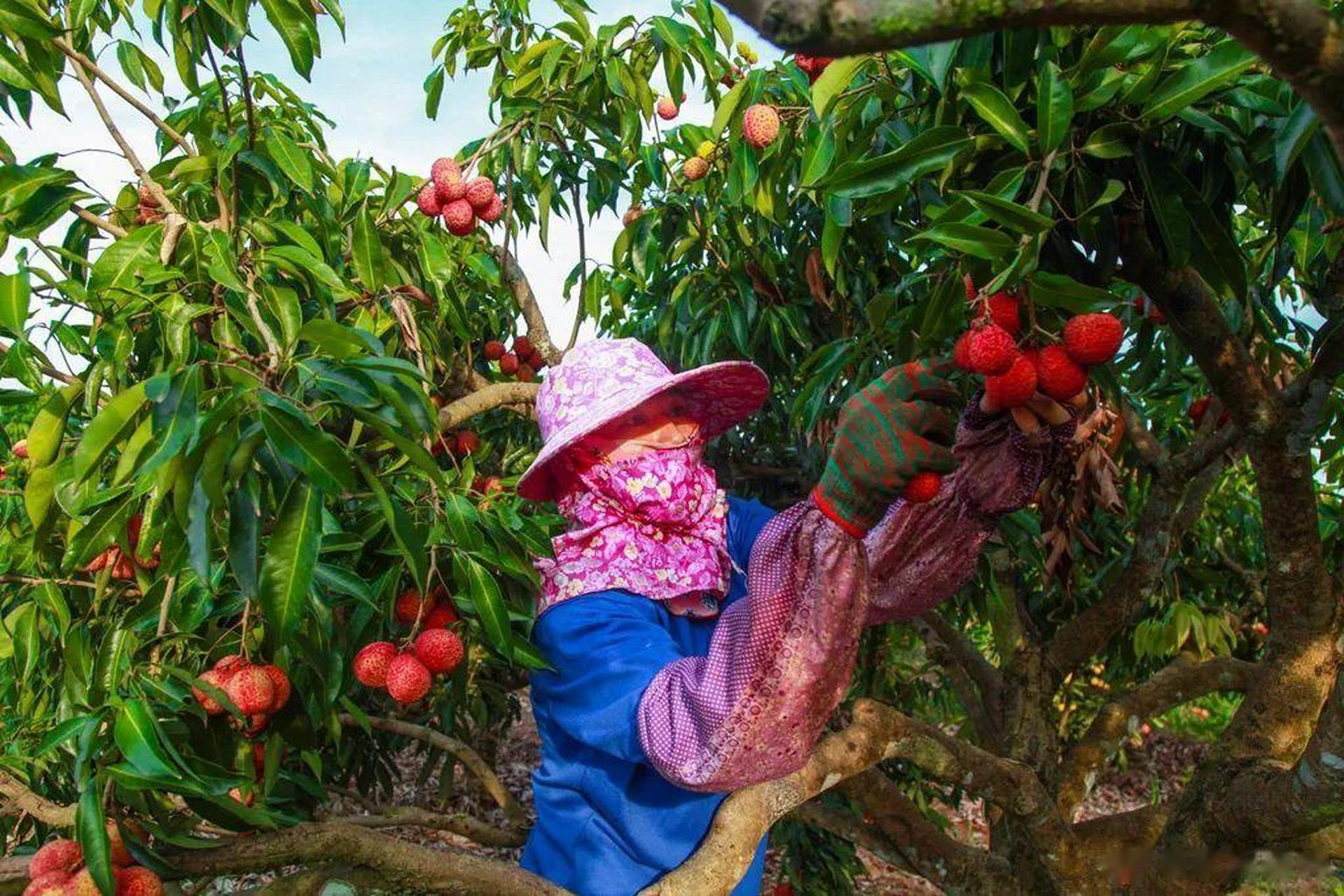 大妈的精选   『 正品陆侨无核荔枝】海南独有稀缺果品 无核无渣 肉如