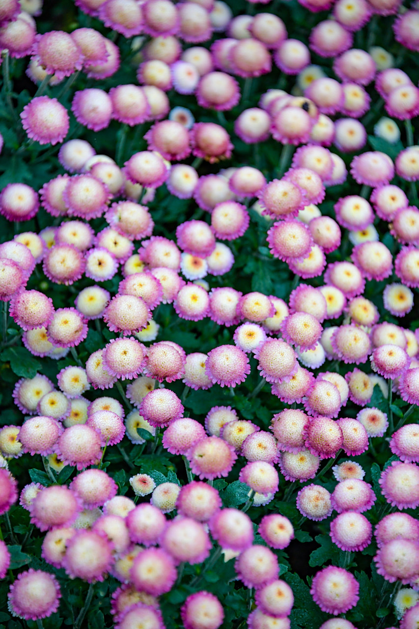 东湖公园的菊花展中有一种纽扣菊,纽扣菊是粉色花朵,中间是一团白色到