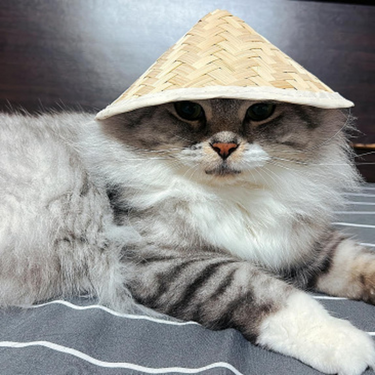 戴上斗笠的猫子,网友说像是鳌拜,你们觉得呢.