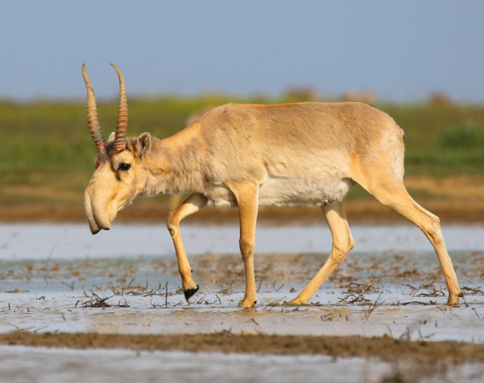 奇特的生物:赛加羚羊  塞加羚羊是体型中等的牛科有蹄哺乳动物.