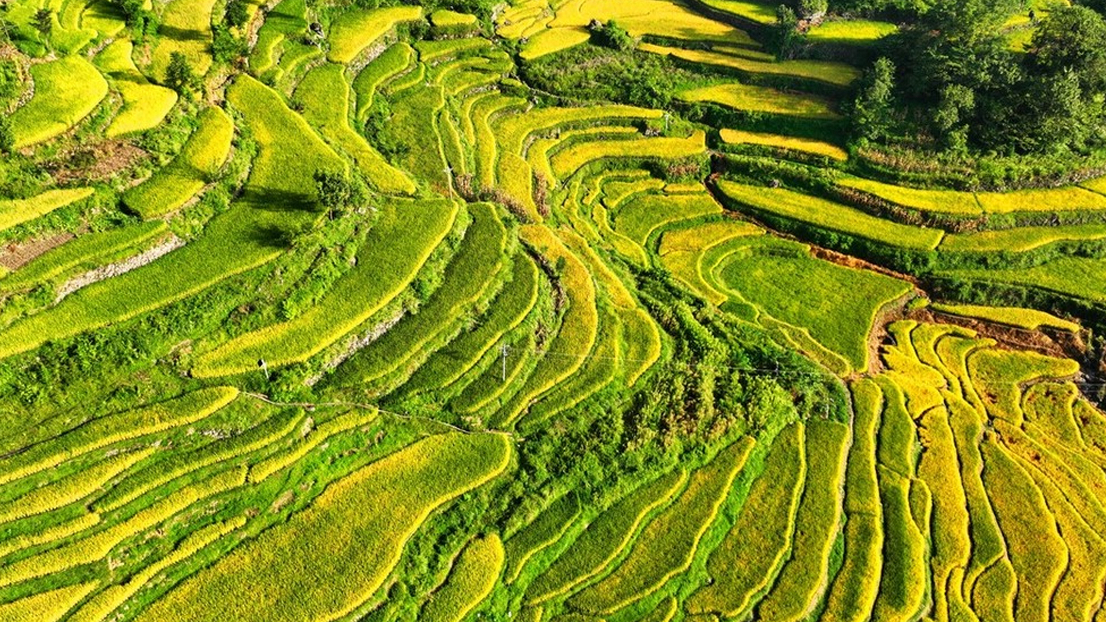 重庆酉阳花田乡,错落有致的梯田与村庄在青山的映衬下,不加任何修饰便