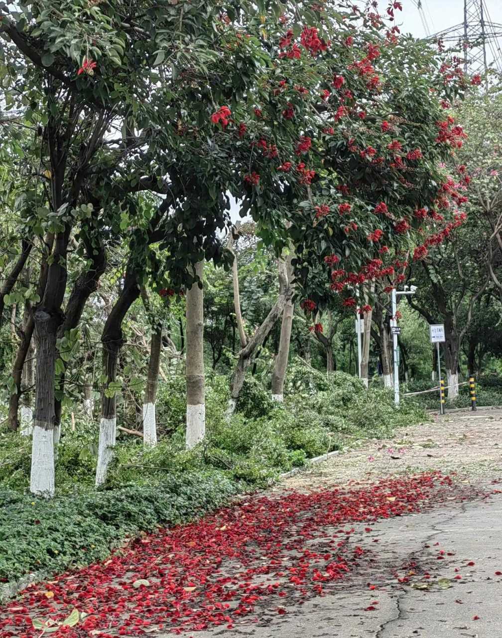 原创诗歌:苦路[大哈] [鲜花] 走过维亚多勒罗沙的街道 穿过拥挤的人群