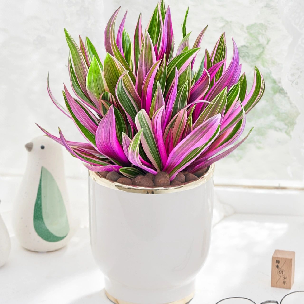 "紫气东来"紫露兰 91名称:紫露兰 00别名:紫锦兰,紫背万年青 98