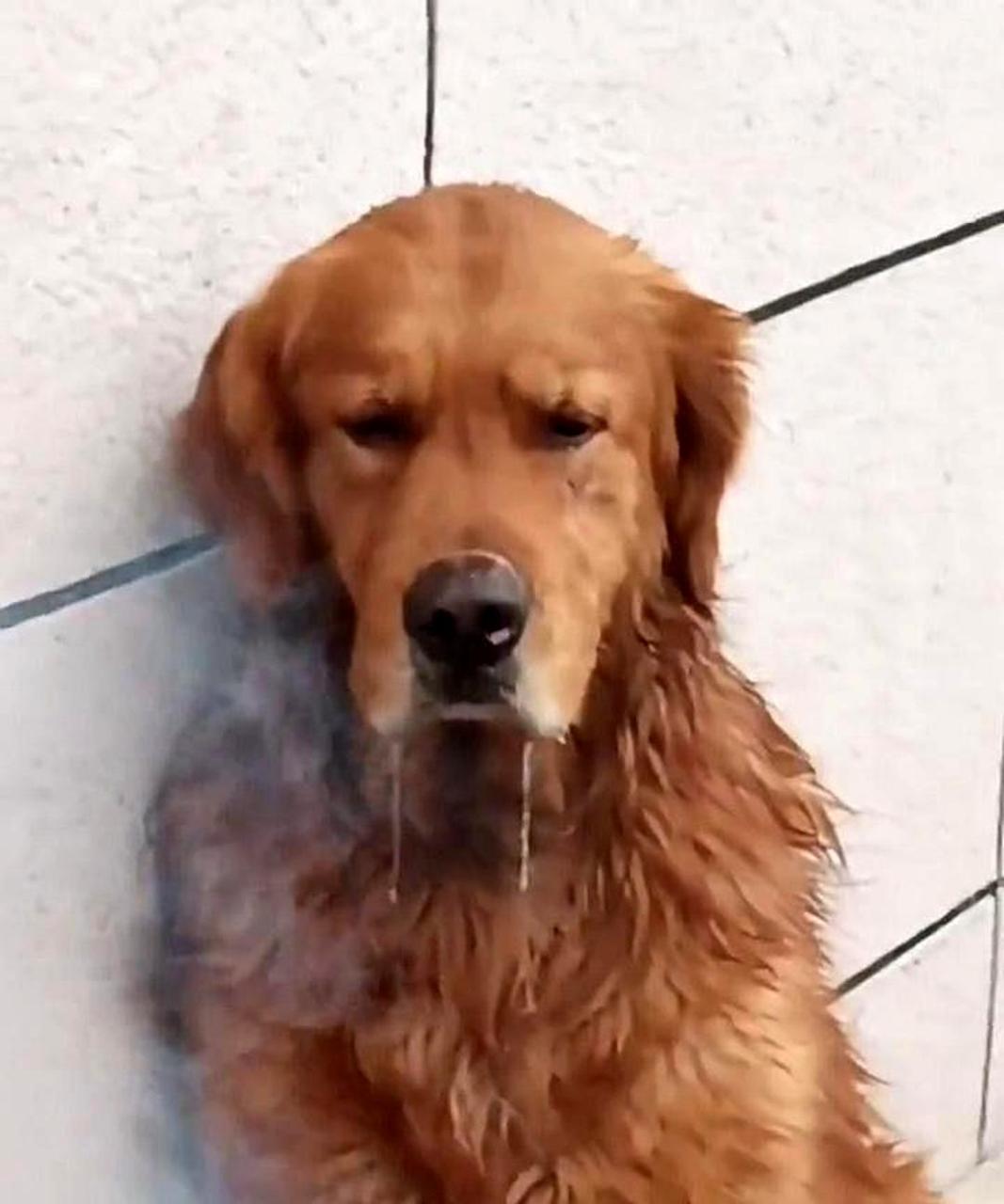 如果继续这样下去,这只狗狗可能会因为口渴而流口水死亡.