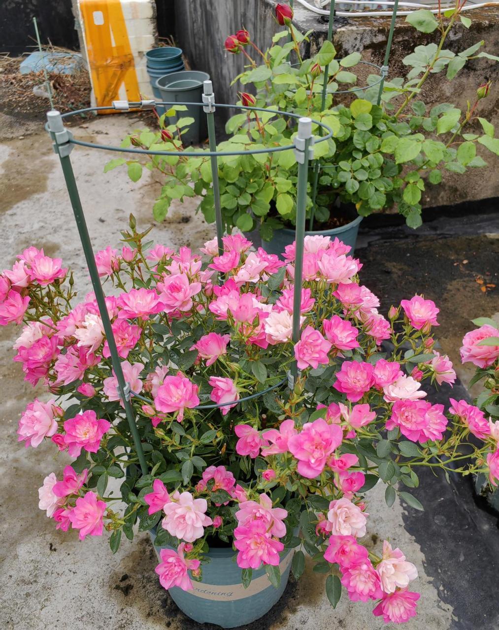 有种小型月季花,名叫"繁星天荷",高只有40多厘米,全身无刺,分枝多,像