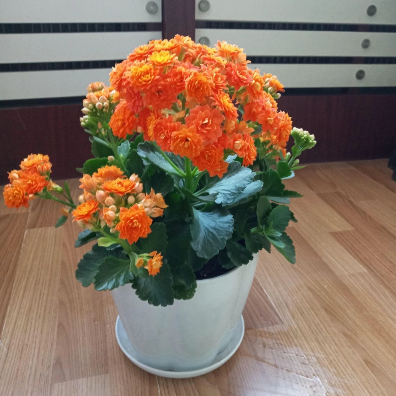 每天认识一种绿植:"长寿安康"长寿花 91名称:长寿花 00别名:寿星