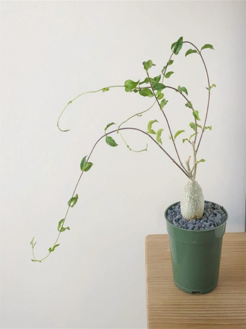 小小块根图鉴火星人  火星人是一种非常有趣的植物,其充满疣粒的根部