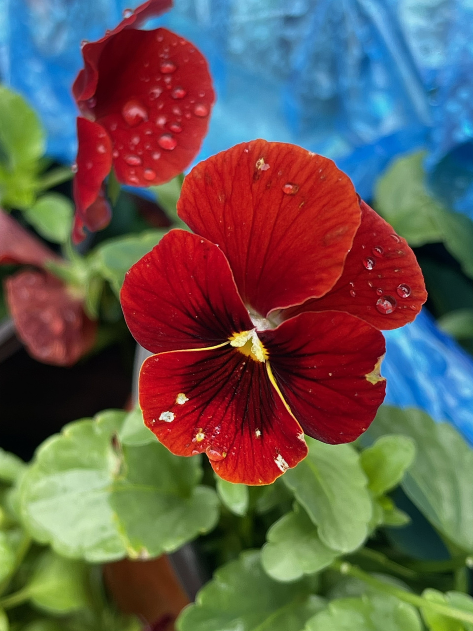 三色堇 红色三色堇花语是"思虑,思念",属性火. #养花# #三色堇